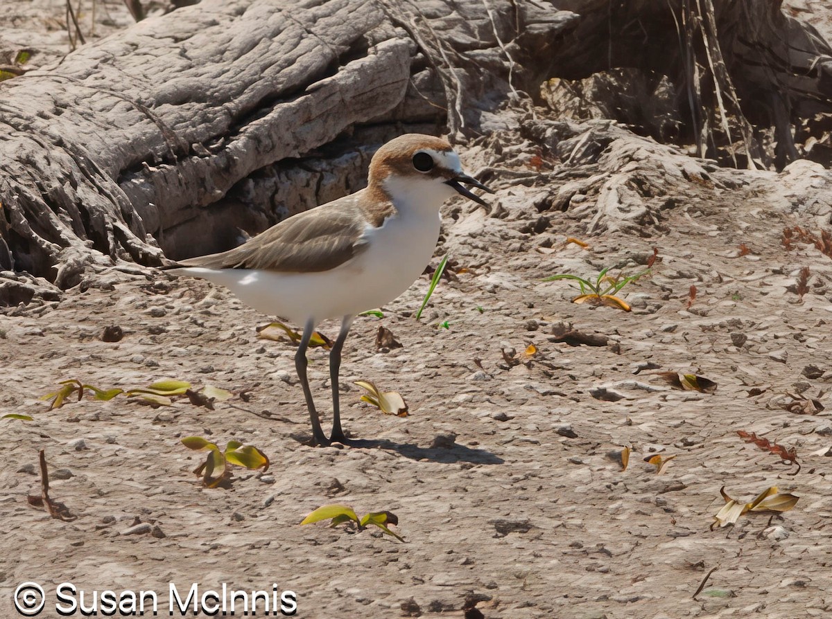 Red-capped Plover - ML642871850
