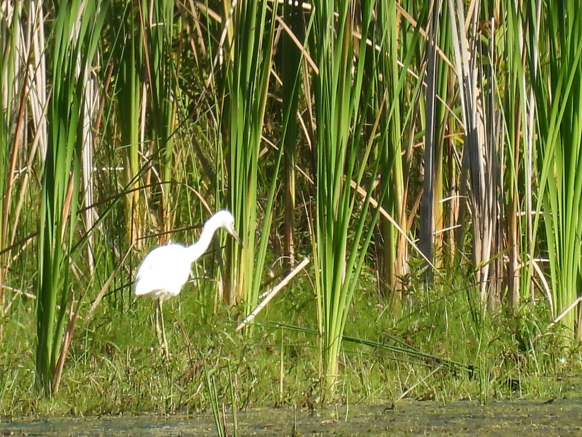 Little Blue Heron - ML642871854