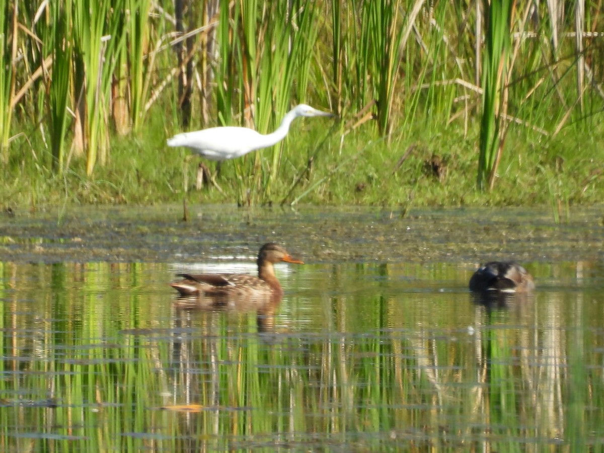 Little Blue Heron - ML642871855