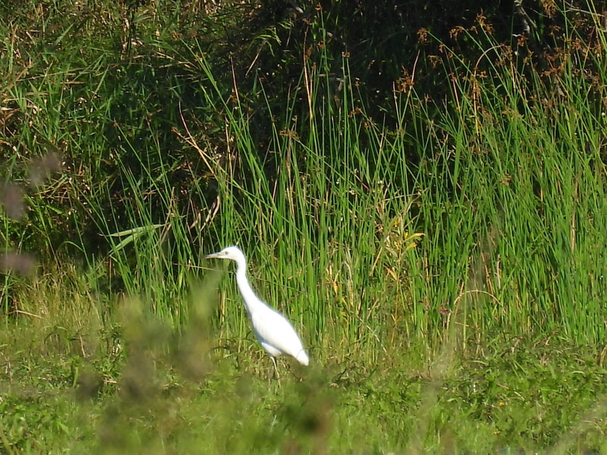 Little Blue Heron - ML642871856