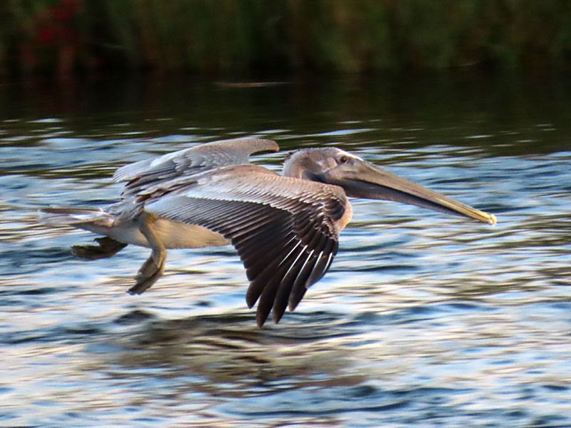 カッショクペリカン（carolinensis） - ML642871874