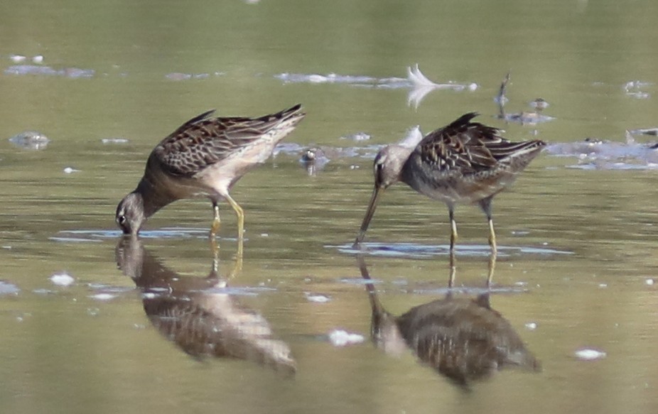 Long-billed Dowitcher - ML642871883
