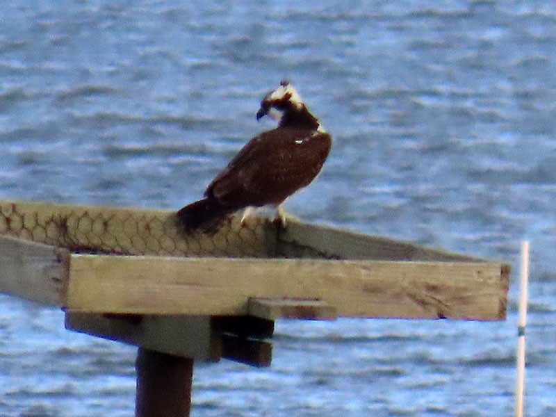ミサゴ（carolinensis） - ML642871885