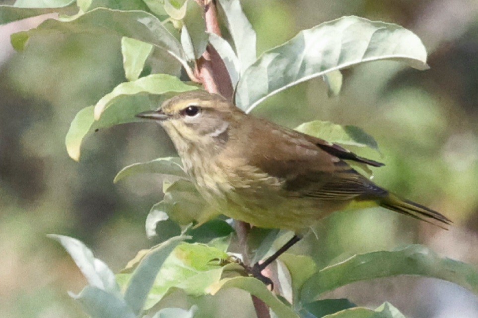 Palm Warbler (Yellow) - ML642871897