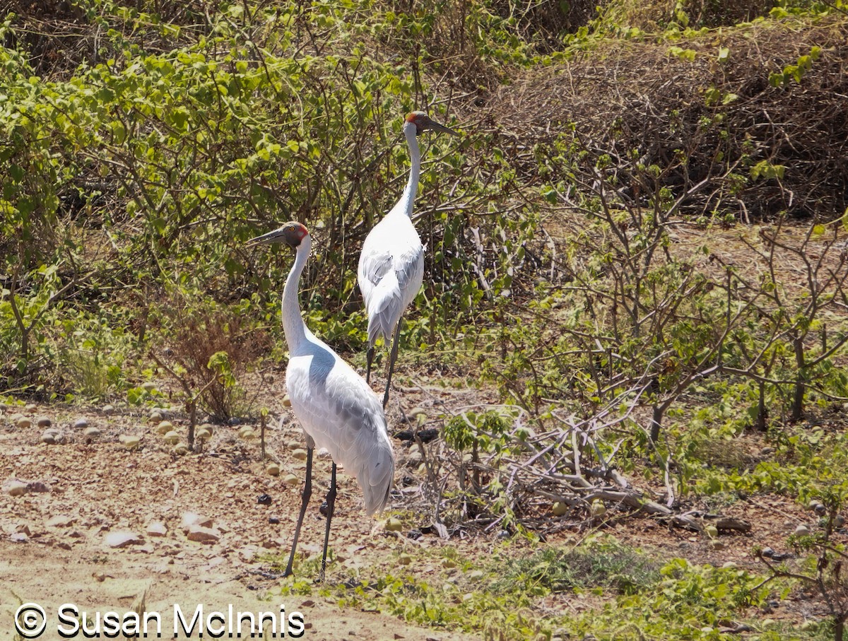 Brolga - ML642871904