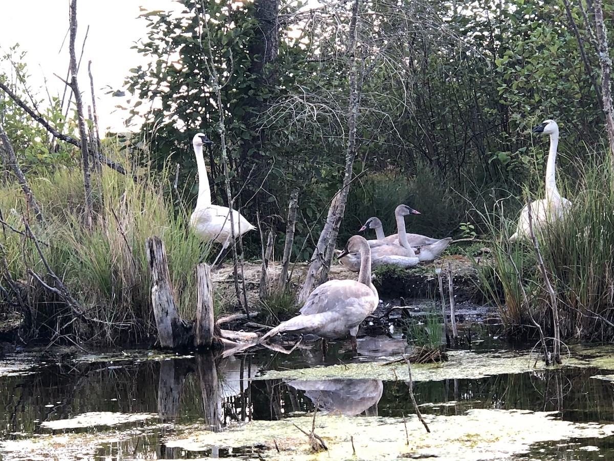 Trumpeter Swan - ML642871907