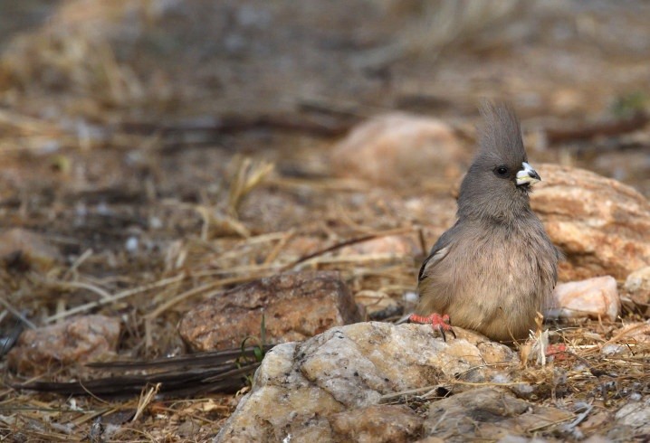 White-backed Mousebird - ML642871911
