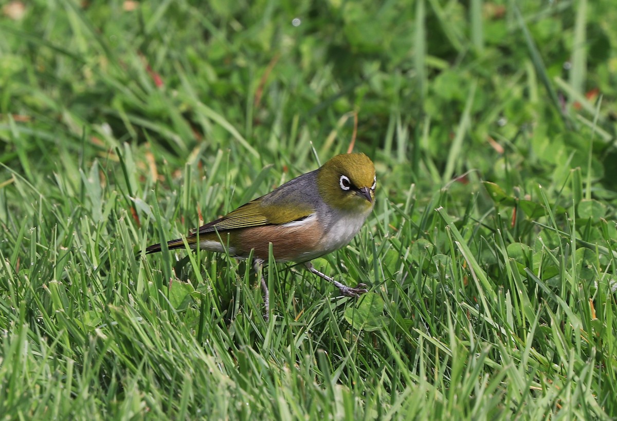Silvereye - ML642871914