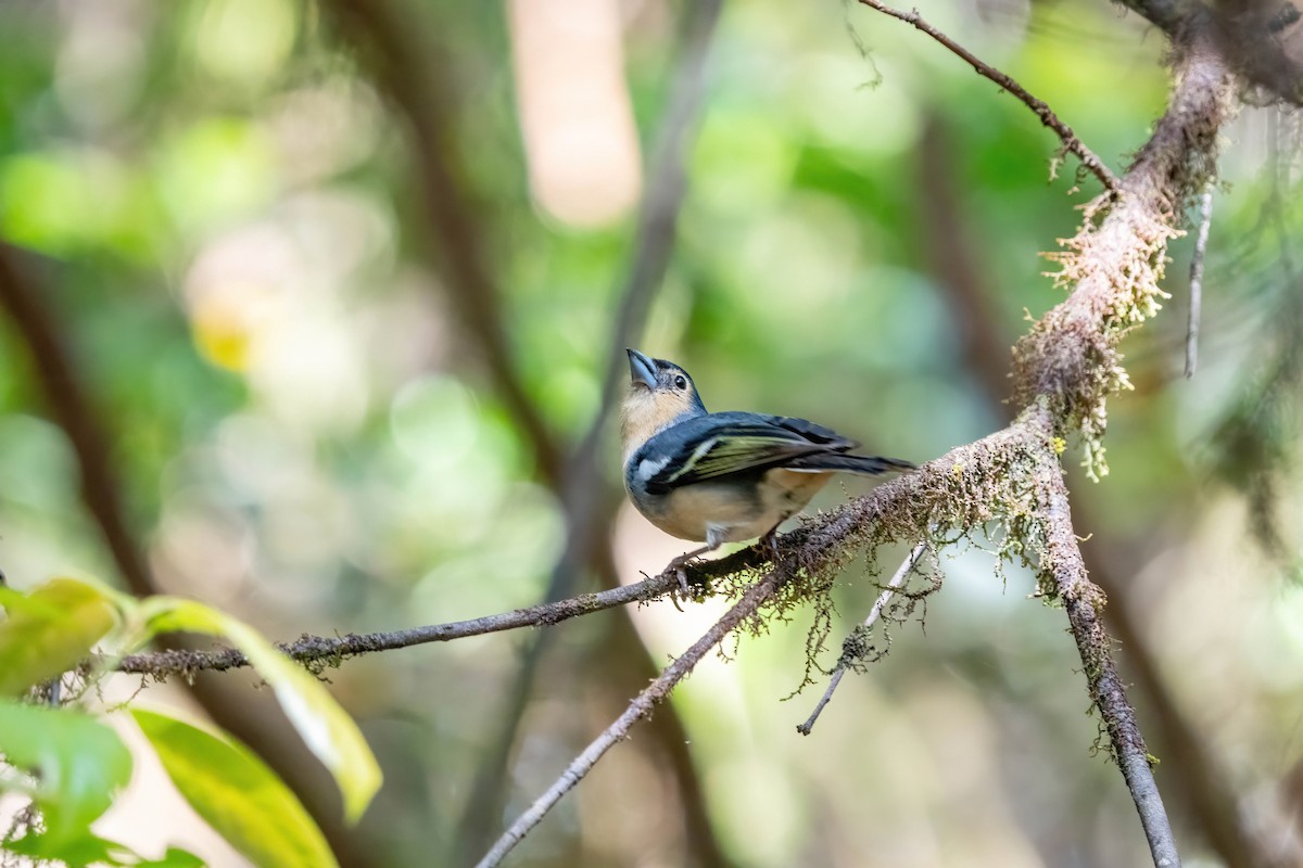 Canary Islands Chaffinch - ML642871917
