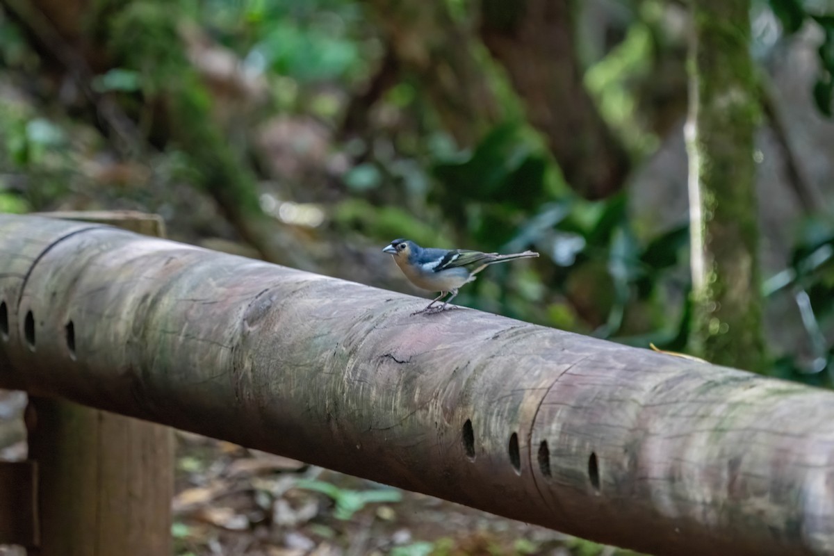 Canary Islands Chaffinch - ML642871918