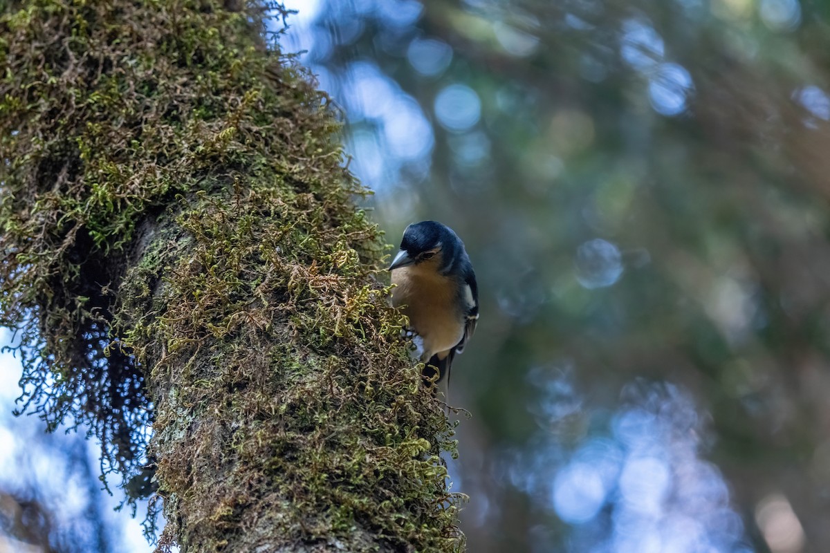 Canary Islands Chaffinch - ML642871919