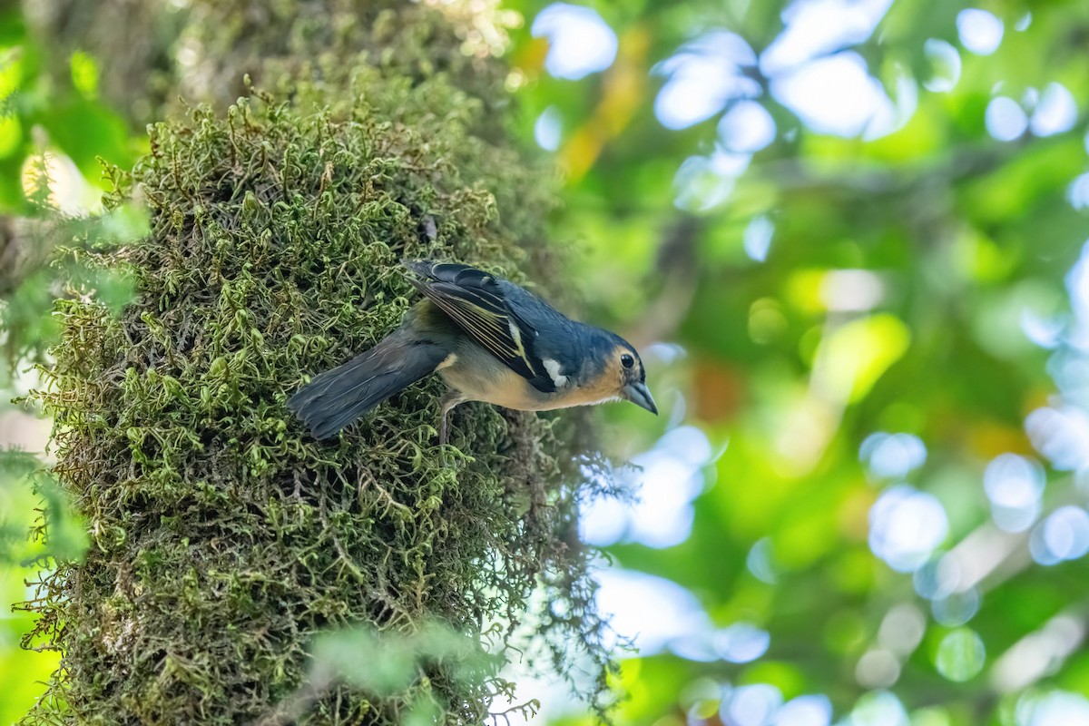 Canary Islands Chaffinch - ML642871920