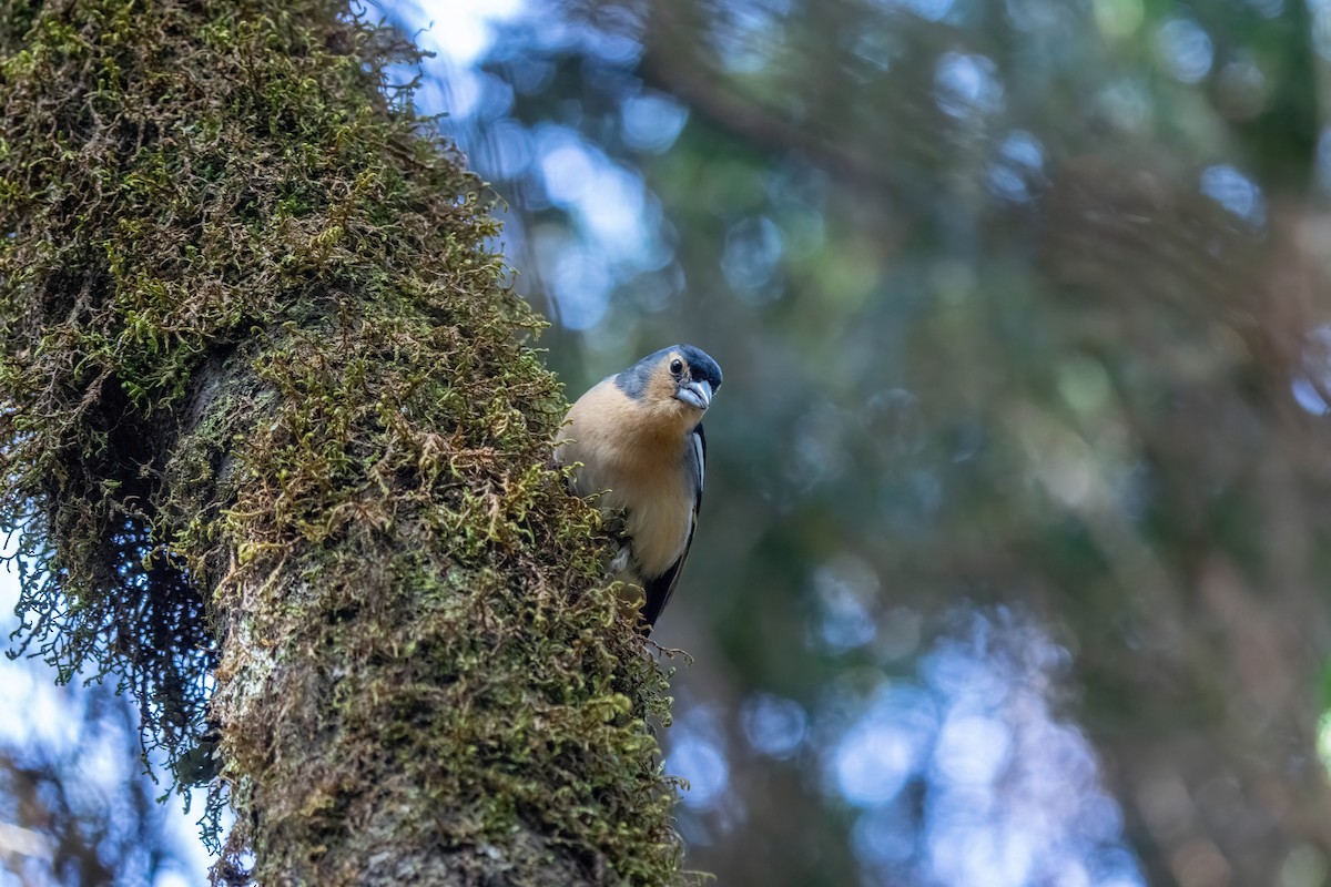 Canary Islands Chaffinch - ML642871921