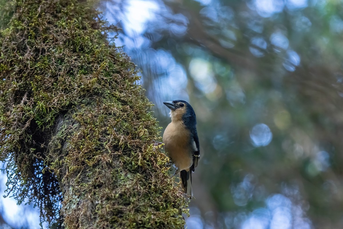 Canary Islands Chaffinch - ML642871922