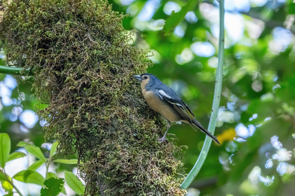 Canary Islands Chaffinch - ML642871923