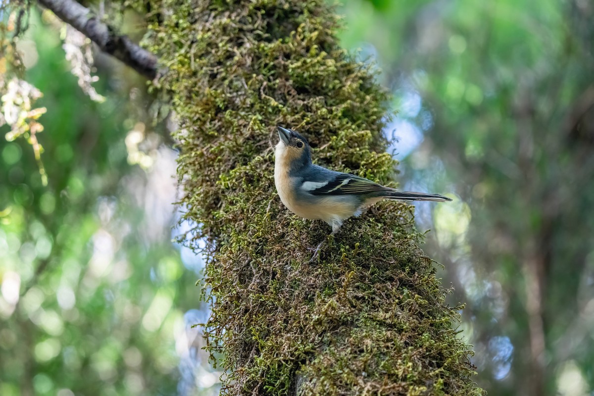 Canary Islands Chaffinch - ML642871925