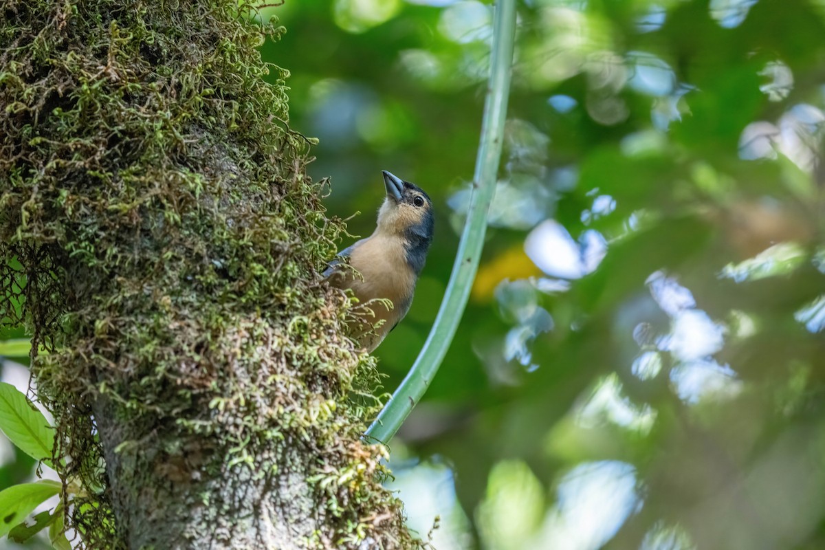 Canary Islands Chaffinch - ML642871926