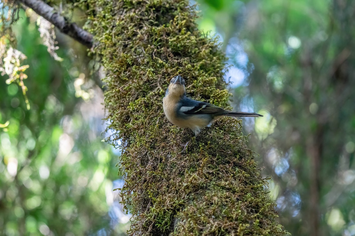 Canary Islands Chaffinch - ML642871927