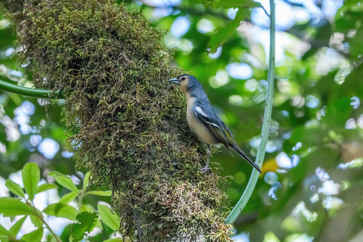 Canary Islands Chaffinch - ML642871928