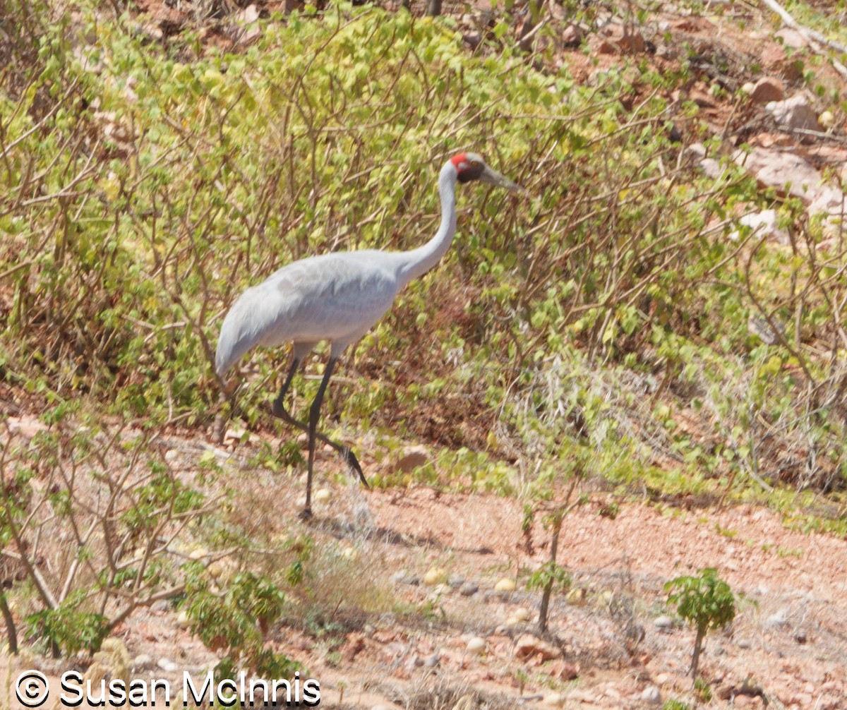 Brolga - ML642871934