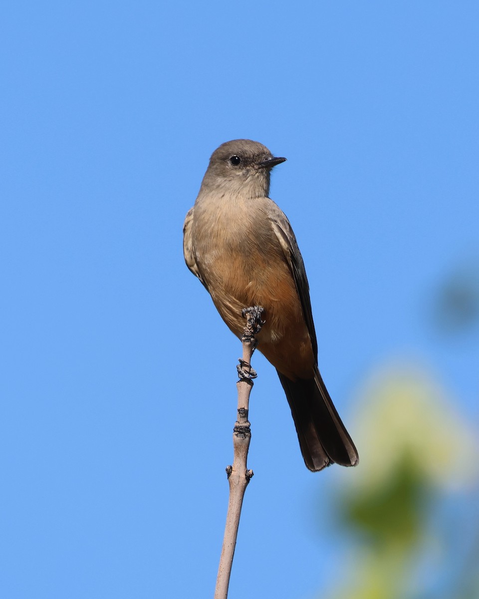 Say's Phoebe - ML642871941