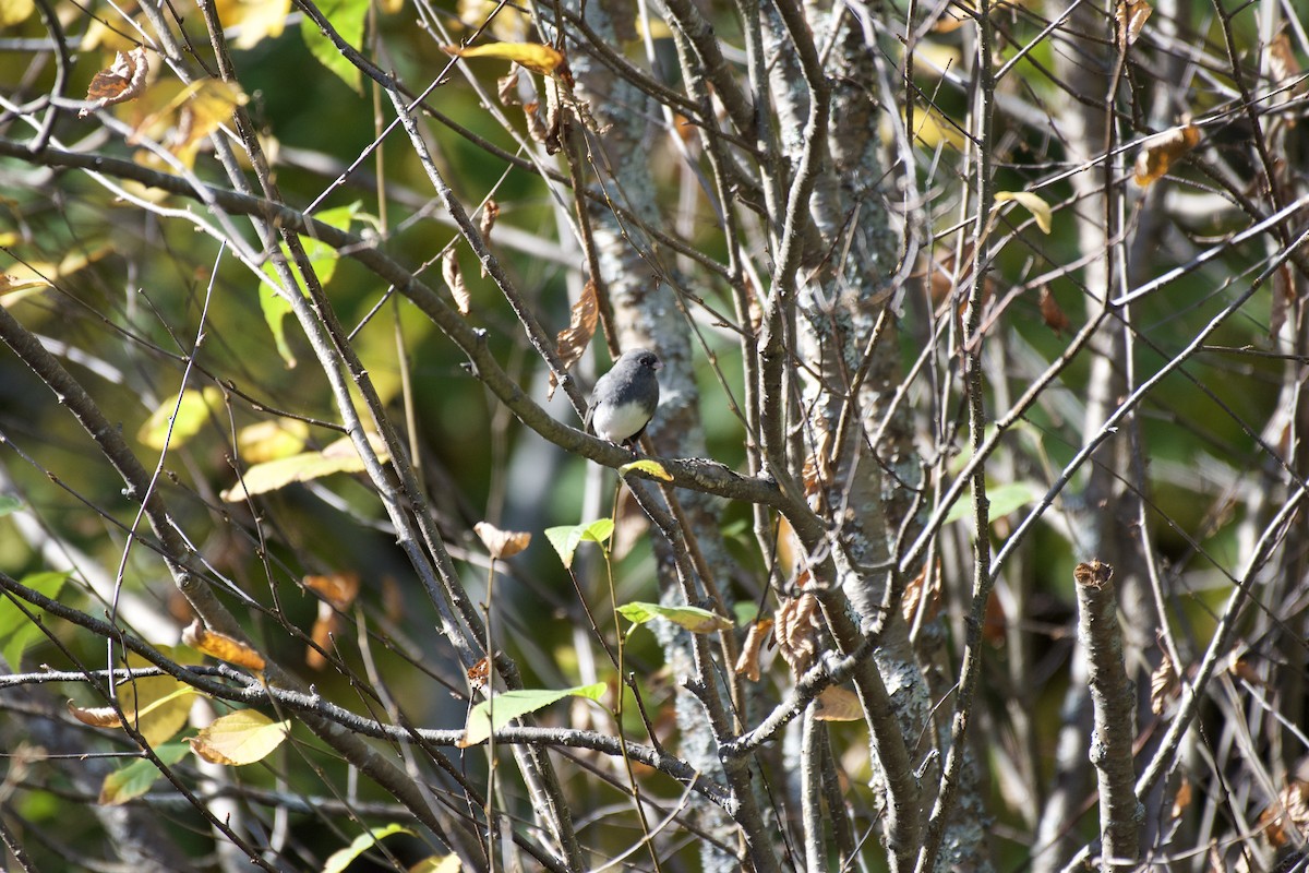 Junco ardoisé - ML642871947