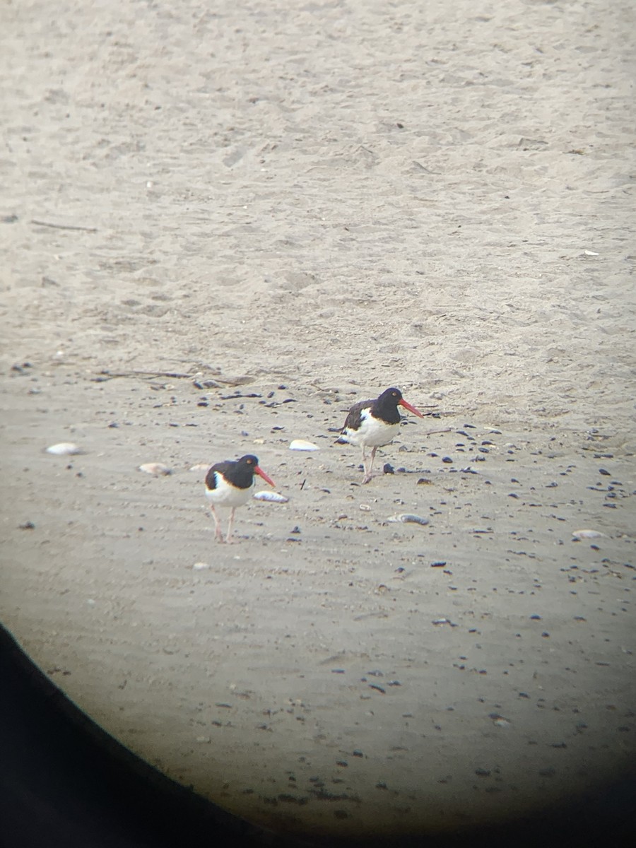 Braunmantel-Austernfischer - ML642871949