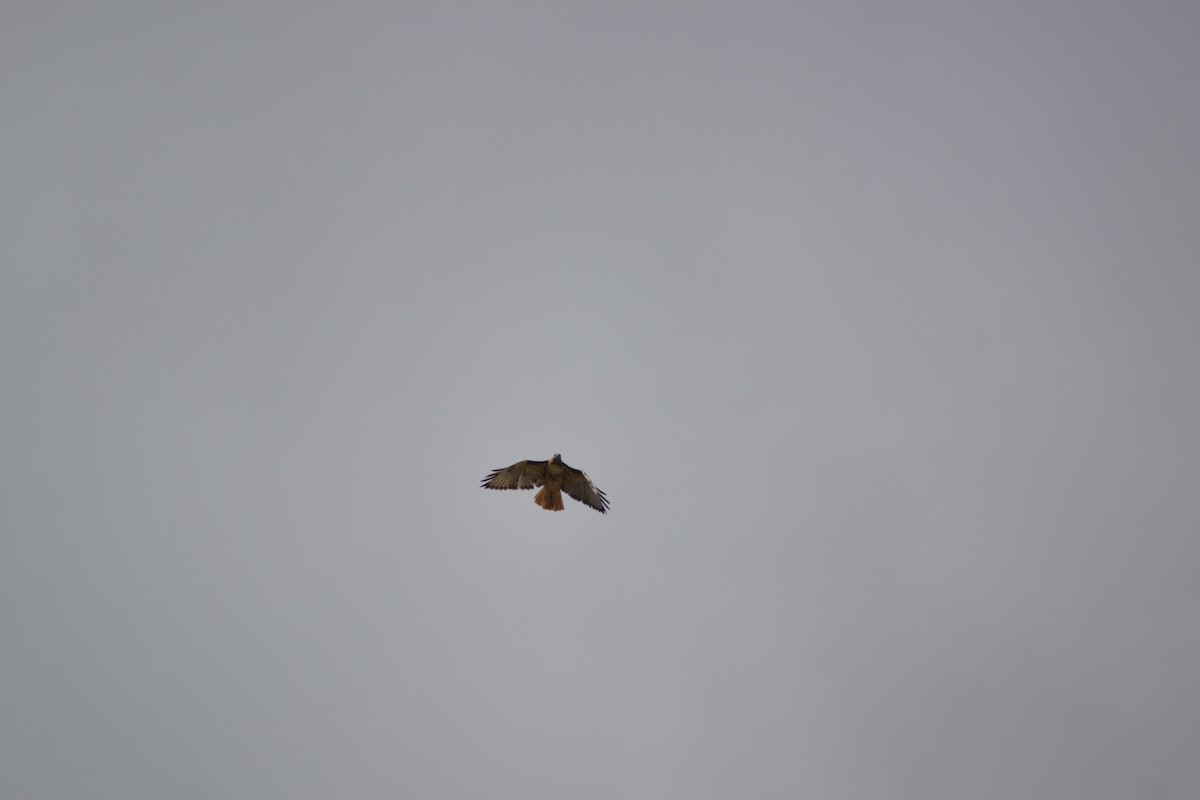 Red-tailed Hawk - ML642871952