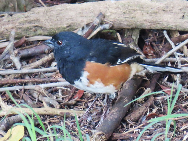 ワキアカトウヒチョウ（erythrophthalmus／canaster） - ML642871962