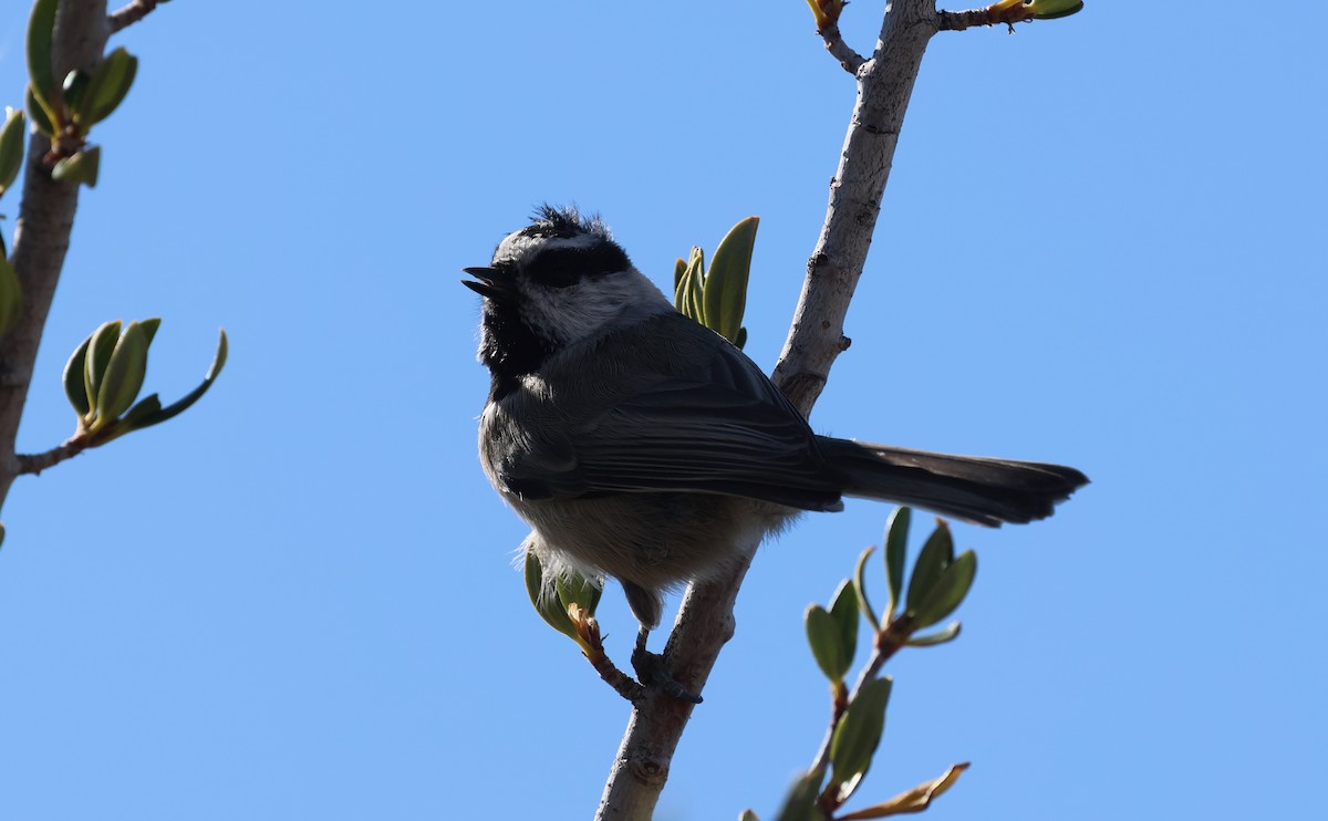 Mountain Chickadee - ML642871968