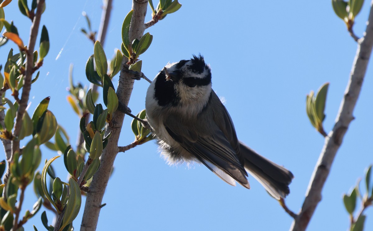Mountain Chickadee - ML642871969