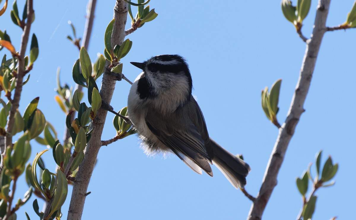 Mountain Chickadee - ML642871970