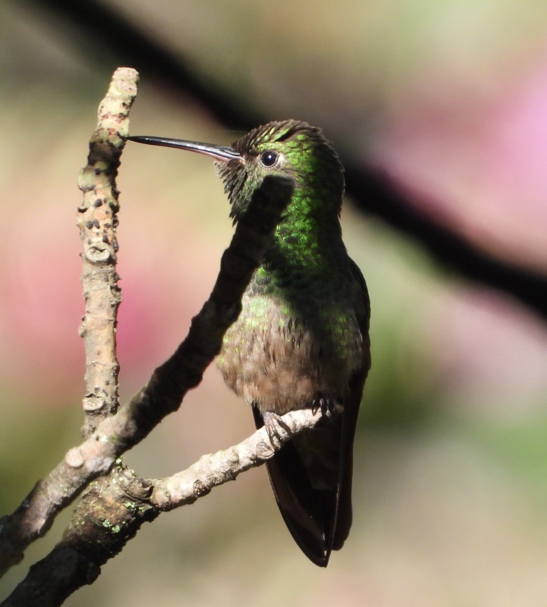 Berylline Hummingbird - ML642871972