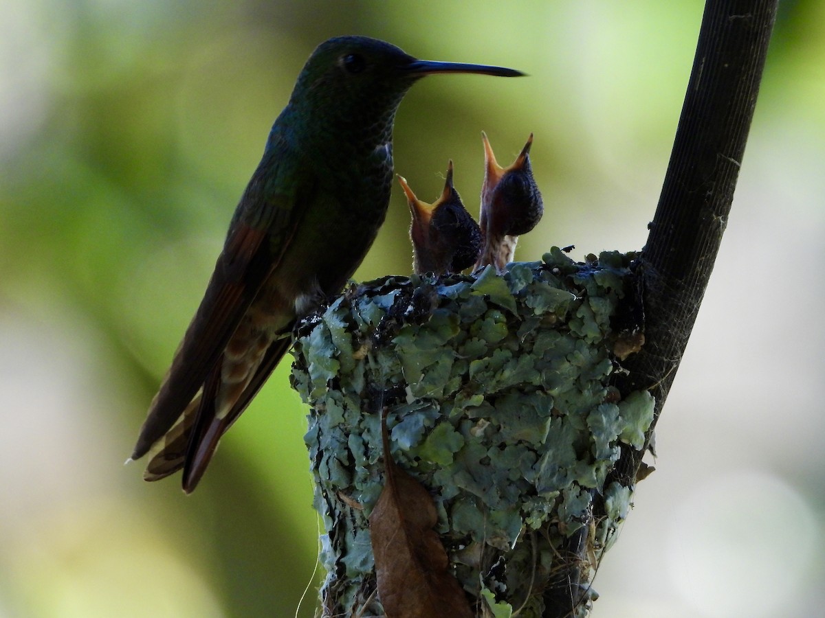 Berylline Hummingbird - ML642871973