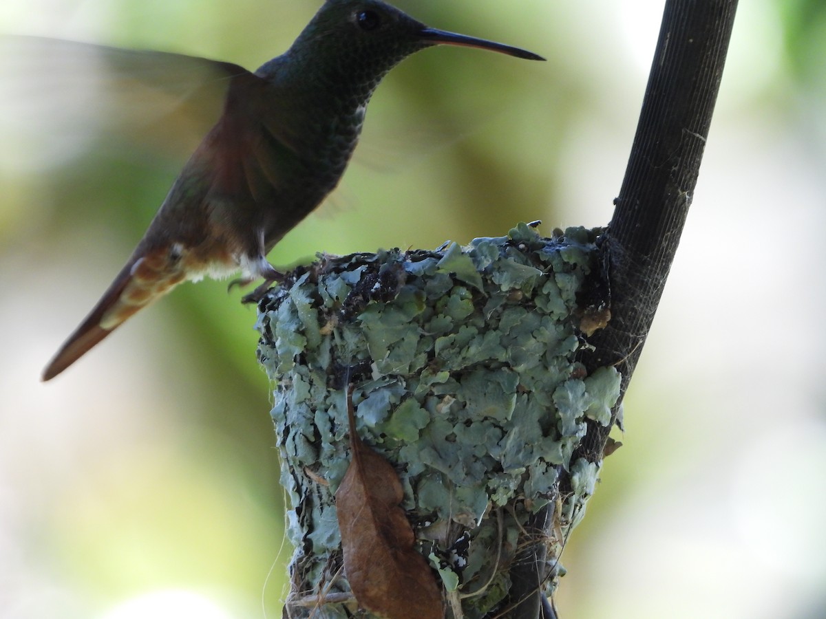 Berylline Hummingbird - ML642871975
