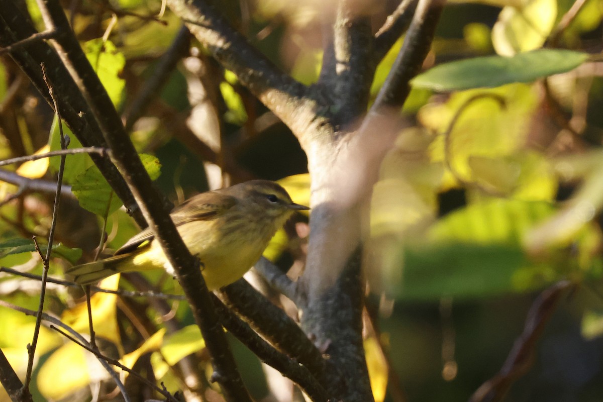 Palm Warbler (Yellow) - ML642871988