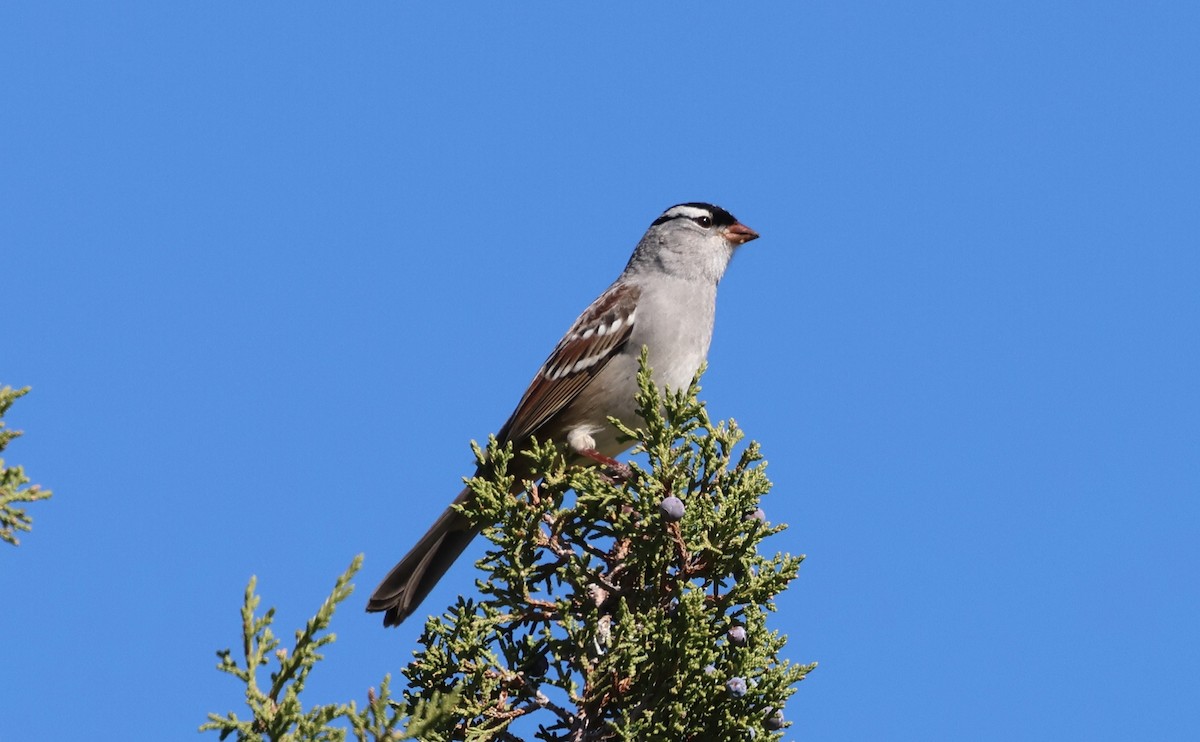 White-crowned Sparrow (Dark-lored) - ML642871990