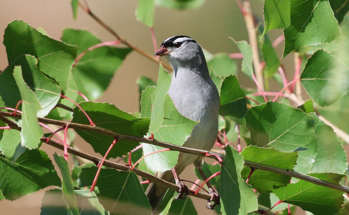 White-crowned Sparrow (Dark-lored) - ML642871991