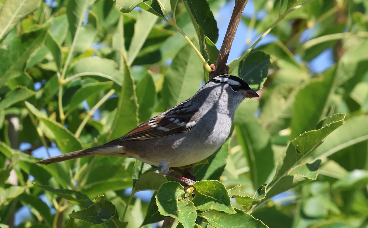 White-crowned Sparrow (Dark-lored) - ML642871992