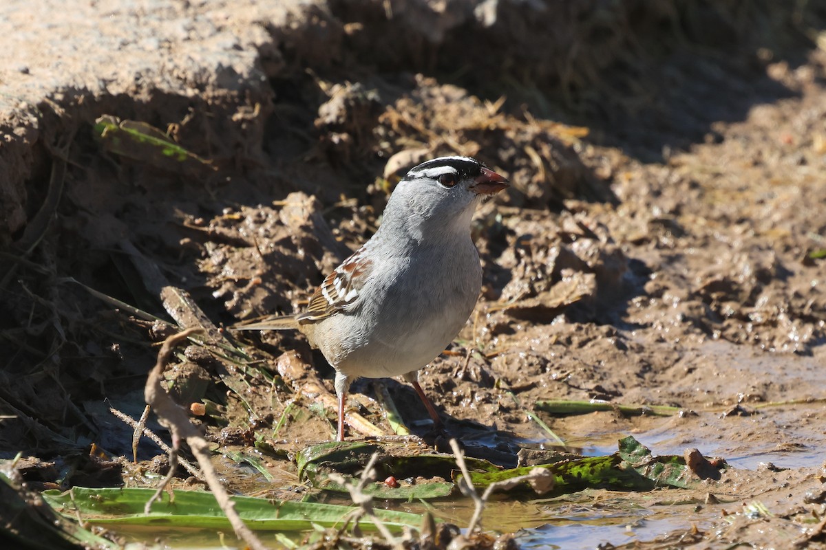 White-crowned Sparrow (Dark-lored) - ML642871993