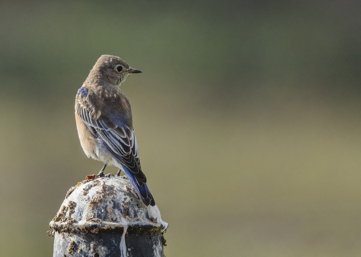 Western Bluebird - ML642872004