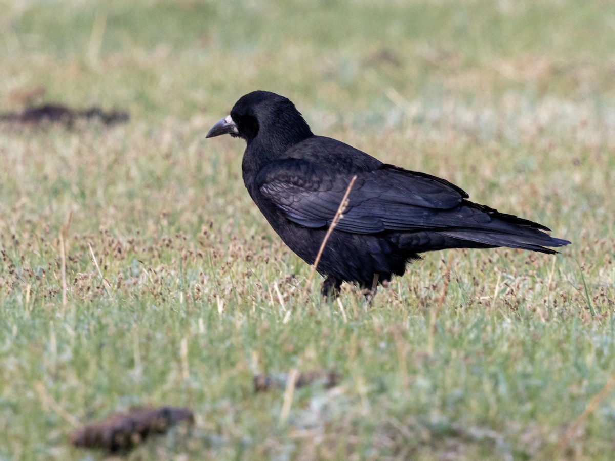 Rook (Eastern) - ML642872018