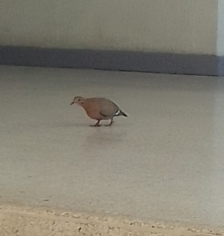 Zenaida Dove - ML642872022