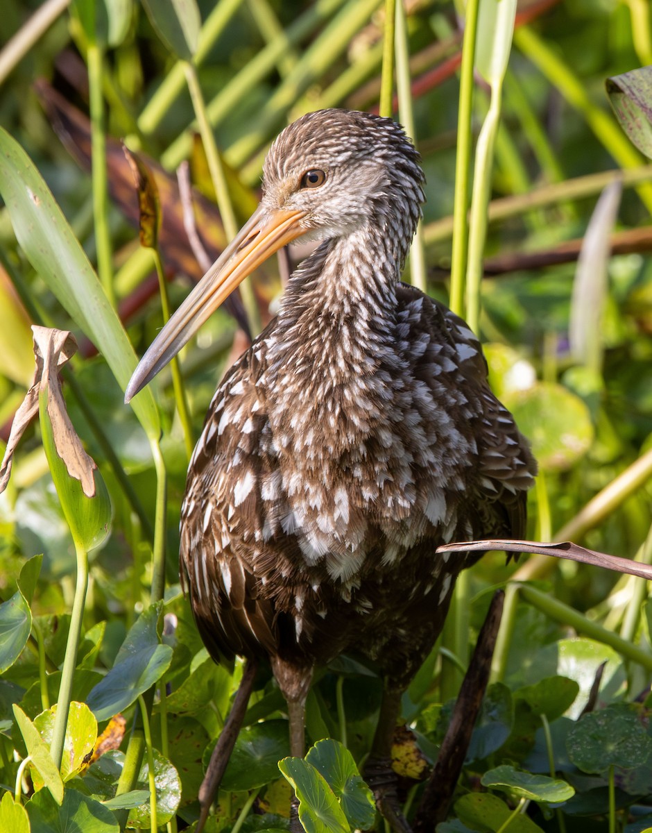 Limpkin - ML642872024