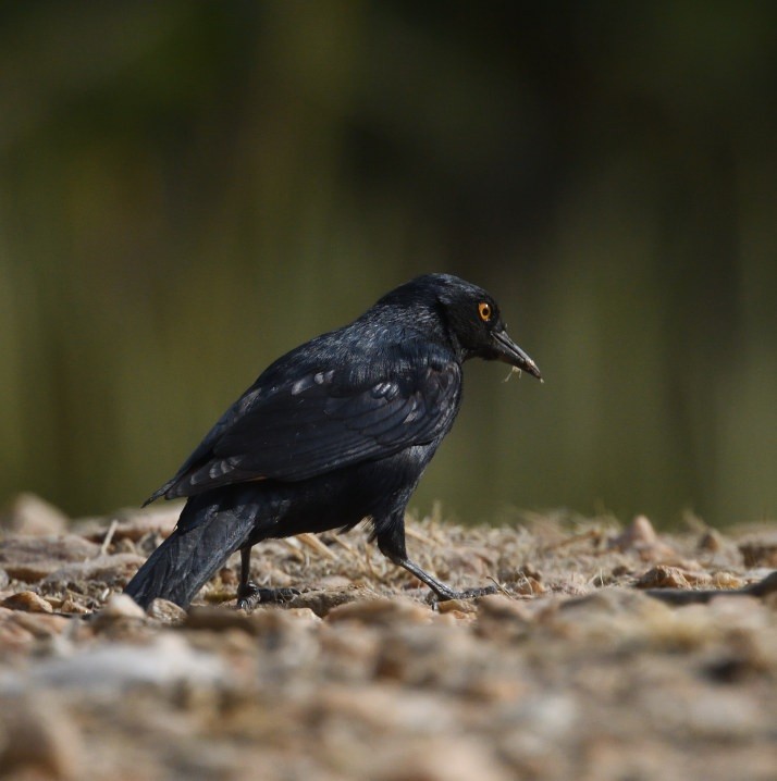 Pale-winged Starling - ML642872027