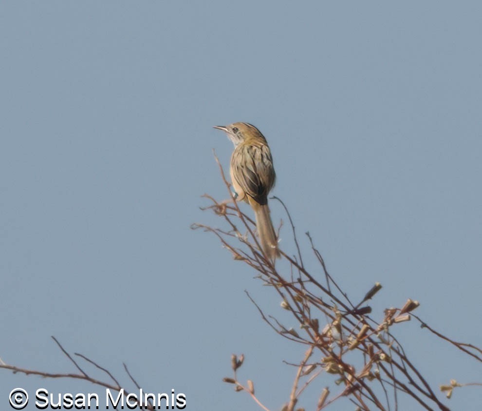 Golden-headed Cisticola - ML642872053