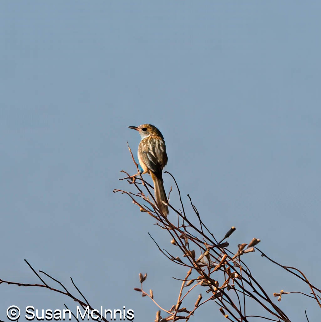 Golden-headed Cisticola - ML642872059