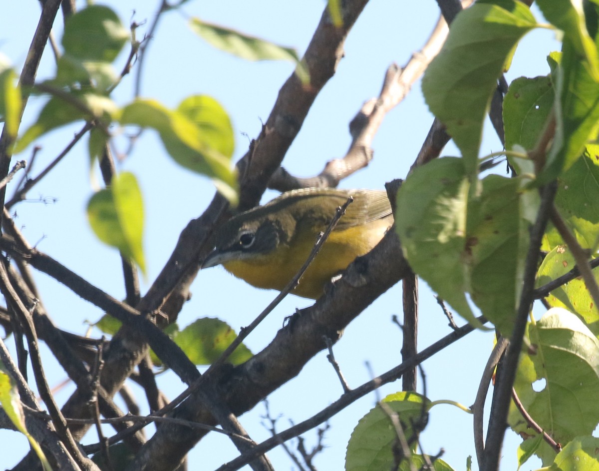 Yellow-breasted Chat - ML642872079