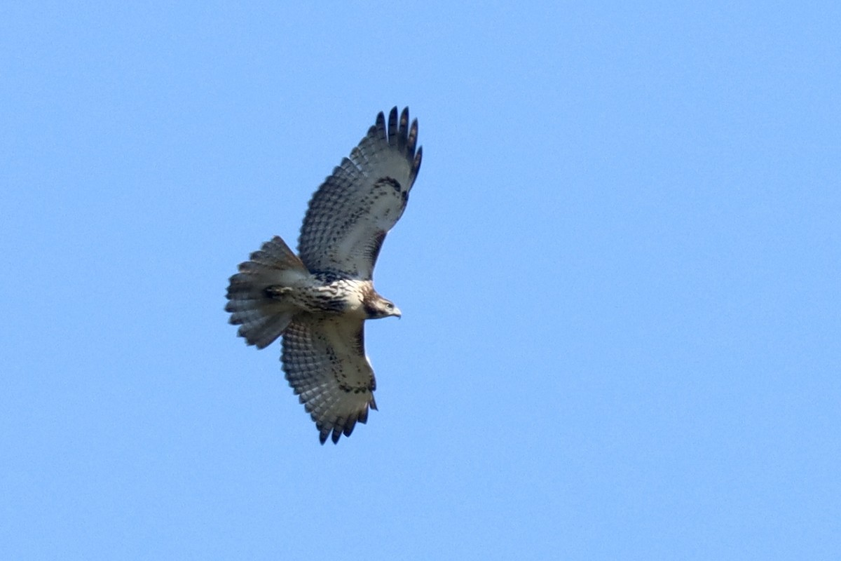 Red-tailed Hawk - ML642872080