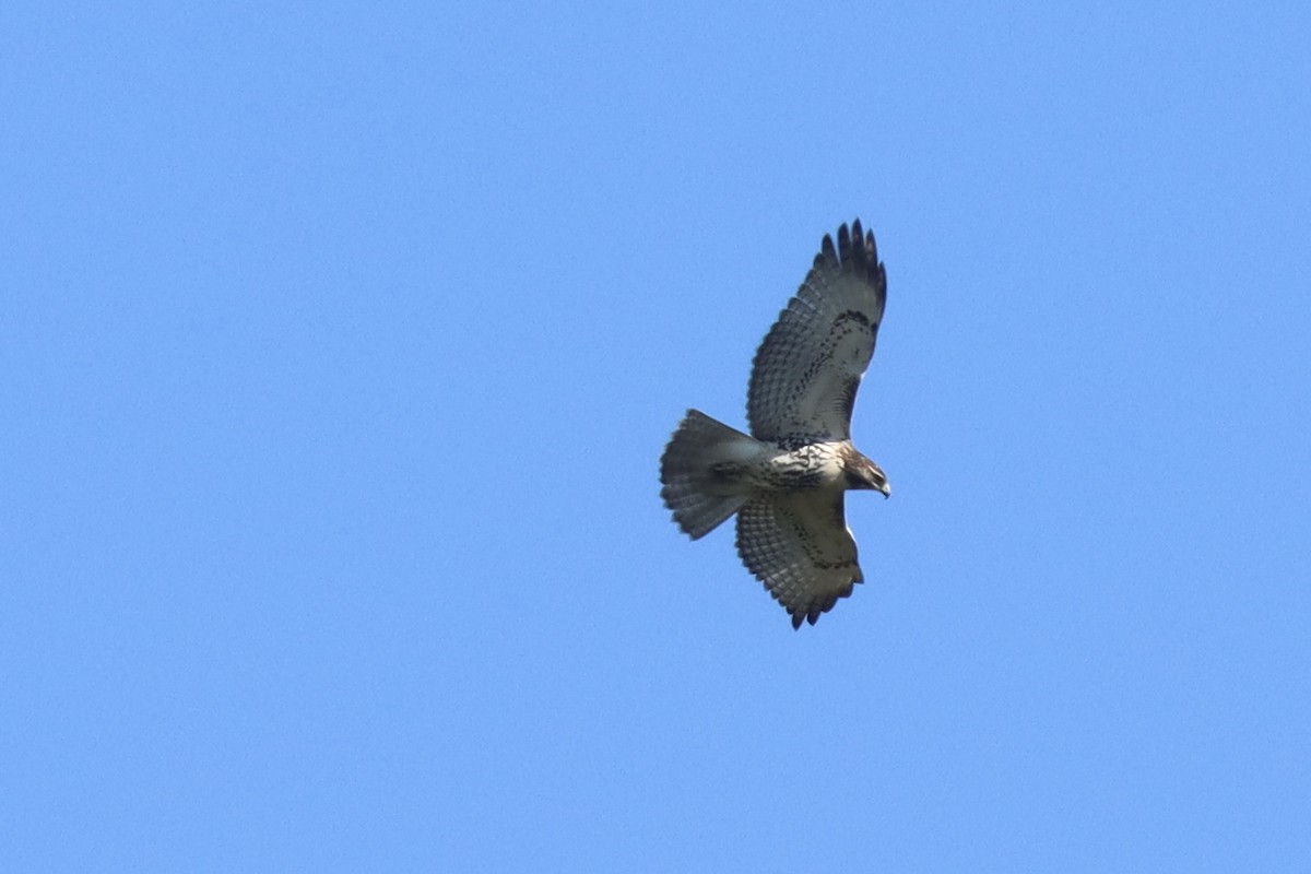 Red-tailed Hawk - ML642872081